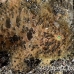 frogfish_hairy_ta_hsb_r_h_0107_kom3152.jpg